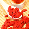 Baies de goji rouges sucrées de Mongolie intérieure